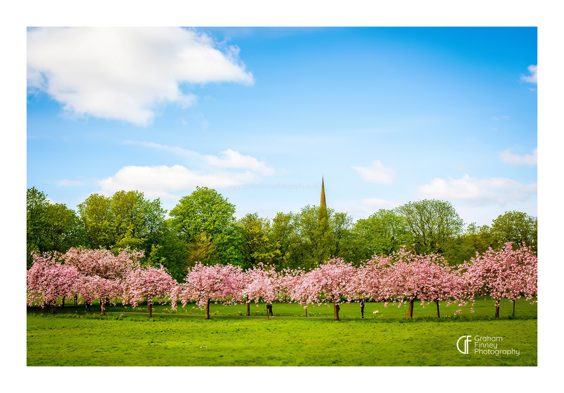 Harrogate Blossom